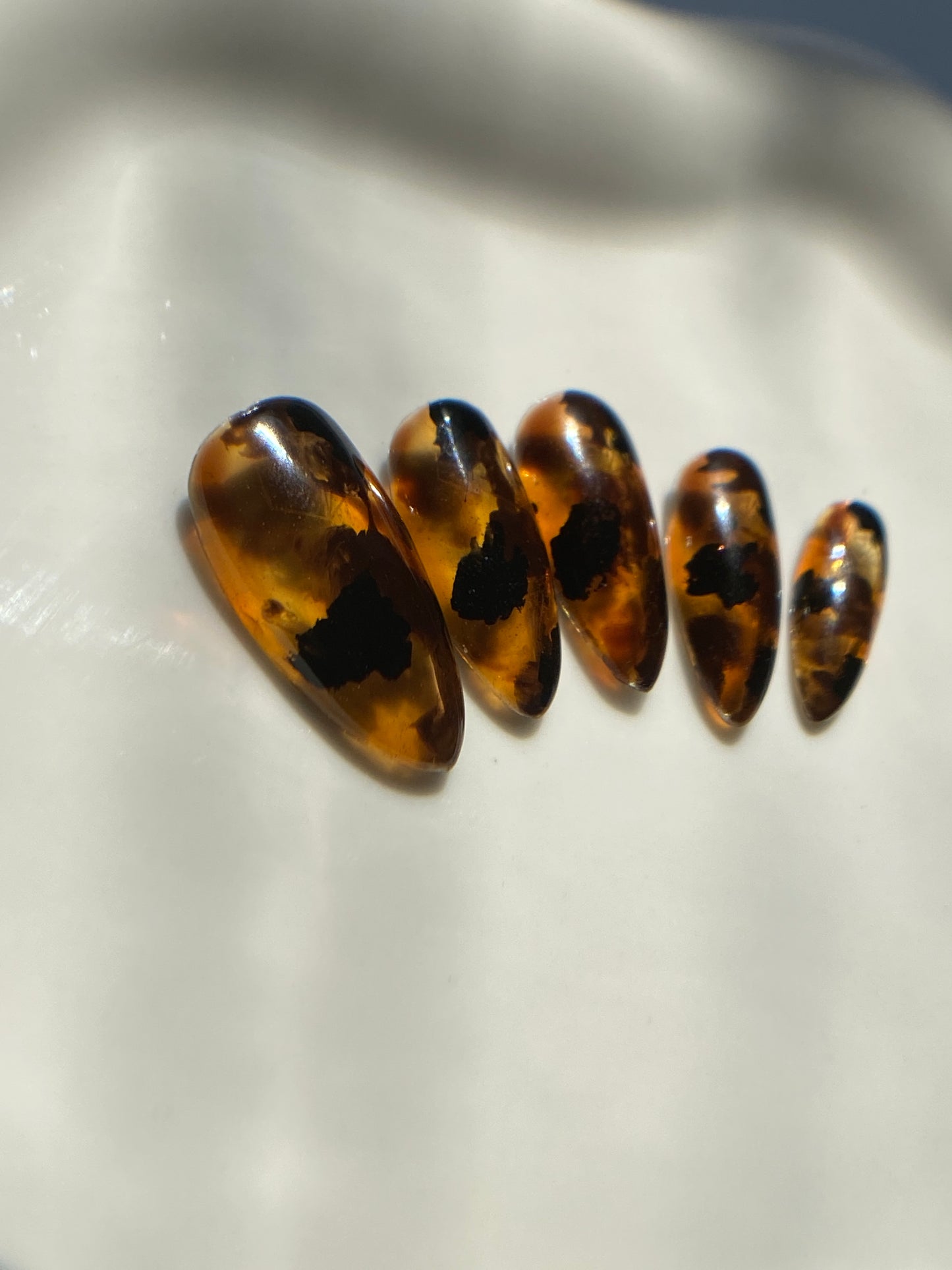 Glass Tortoise Shell